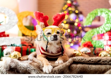 2022 celebrating new year's and christmas eve concept,funny costume chihuahua dog wear glasses standing with frame arrange of variety of gift presents wrap ribbon boxes and christmas tree light bokeh
