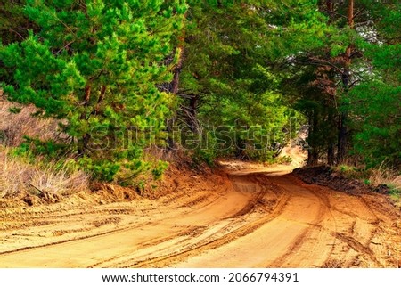 Forest coniferous road landscape close-up background. Sandy Road path way through pine forest