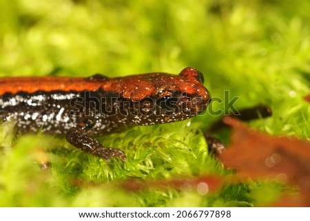 Closeup of a colorfull juvenile Dell Norte's salamander, Plethodon elongatus in South Oregon