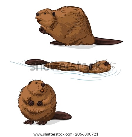 Beaver, isolated on a white background. Color vector illustration of a beavers. Royalty-Free Stock Photo #2066800721