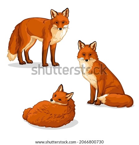 Fox in different poses. Set of vector illustrations of foxes isolated on white background. Royalty-Free Stock Photo #2066800730