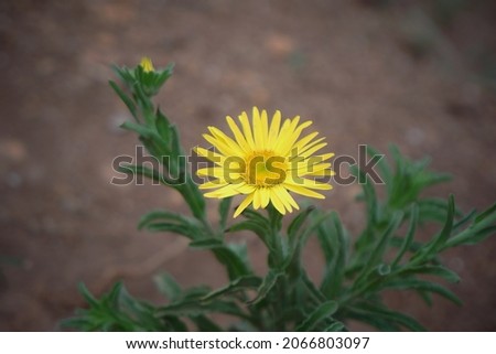 This picture is of beautiful yellow flower with nice blur background and vibrant colours.