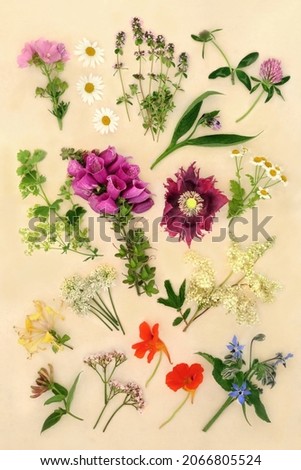 Herbs and flowers used in naturopathic plant based herbal medicine for natural herbal remedy treatments. Botanical nature study details. Top view, flat lay on cream background. Royalty-Free Stock Photo #2066805524