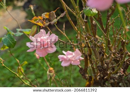 Beautiful fresh rose in garden, petal Blooming rose bud bouquet