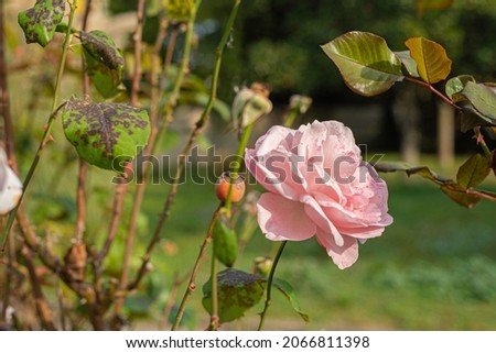 Mysterious fairy tale spring floral wide panoramic banner with fabulous blooming pink rose flowers summer fantasy garden on blurred sunny bright shiny glowing background and copy space