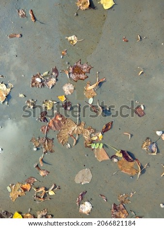 Background from bright autumn foliage on the ground.
