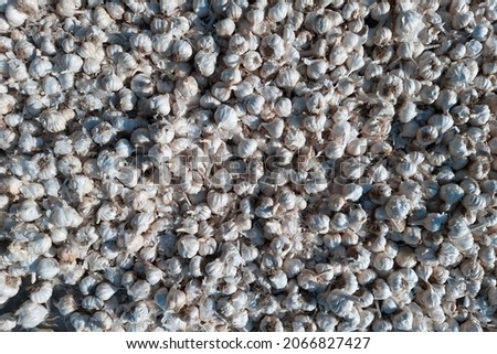 White garlic pile texture. Vitamin healthy food spice image. Spicy cooking ingredient picture. Pile of white garlic heads. White garlic head heap top view