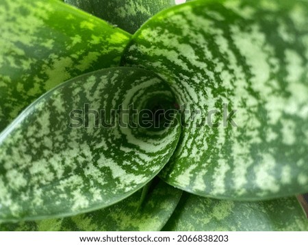 Close picture of a plant