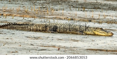 The saltwater crocodile is a crocodilian native to saltwater habitats and brackish wetlands from India's east coast across Southeast Asia and the Sundaic region to northern Australia and Micronesia. Royalty-Free Stock Photo #2066853053