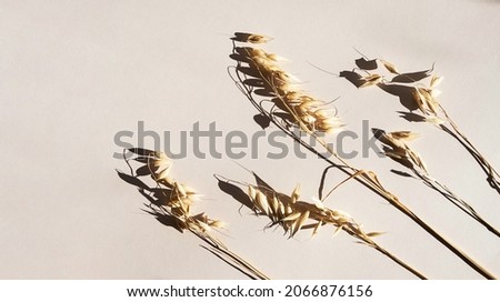 Natural dried oats grass against pink background with interesting shadow. Botanical pattern, banner size