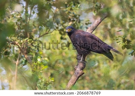 Crested serpent eagle (Spilornis cheela)-habitat shot at Sundarban NP, West Bengal, India