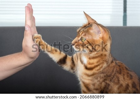 The cute Bengal cat gives a high-five paw to the owner with love. Selective focus Royalty-Free Stock Photo #2066880899