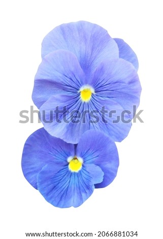 Beautiful pastel blue pansy flowers isolated on white background. Natural floral background. Floral design element