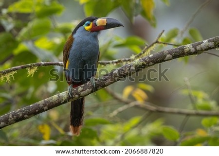 Plate-billed Mountain Toucan perched on a branch