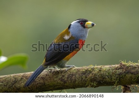 Toucan barbet perched on a branch