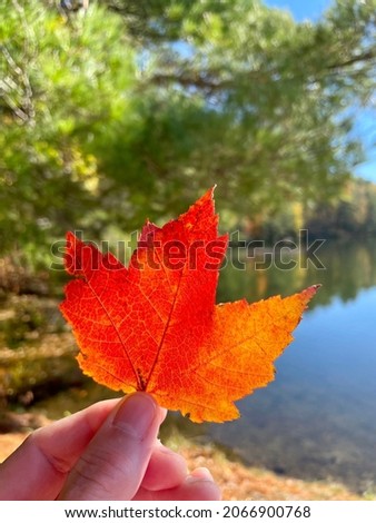 Red and orange leaf in fall by the water