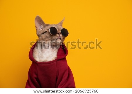 cool cat portrait. fawn lilac devon rex cat wearing red hoodie and round sunglasses looking to the side on yellow background with copy space