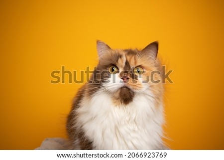 calico british longhair cat with yellow eyes wide open looking shocked or surprised on yellow background with copy space Royalty-Free Stock Photo #2066923769