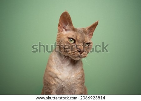 fawn lilac devon rex cat with green eyes looking at camera suspicious on mint green background with copy space Royalty-Free Stock Photo #2066923814