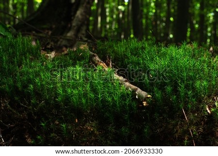 Moss thickets on forest soil in a dark forest