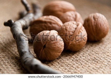 walnut and branch of walnut tree