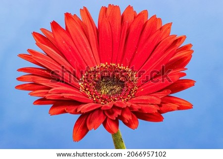 a red gerbera flower on a light blue background
