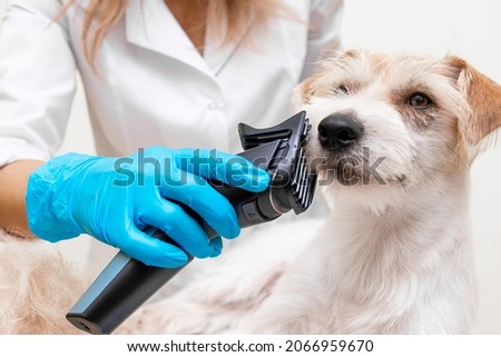 Grooming procedure. Female veterinarian in blue gloves and a white coat shaping the coat of a Jack Russell Terrier with an electric clipper. Royalty-Free Stock Photo #2066959670