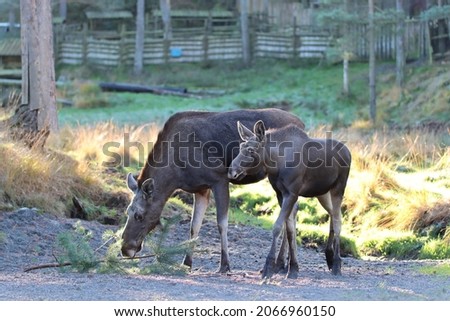 Here is some Moose pictures of a cub and his parrents. Alces alces