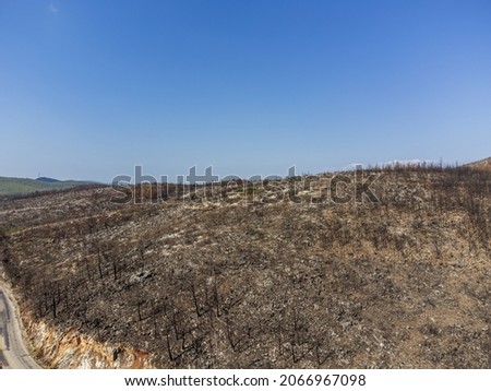 Aerial View Forest Fire in Red Pine Forests