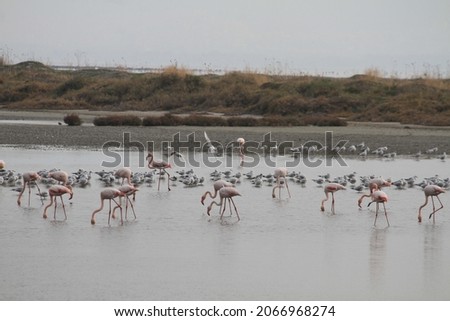 Flamingos in the pond of Izmir