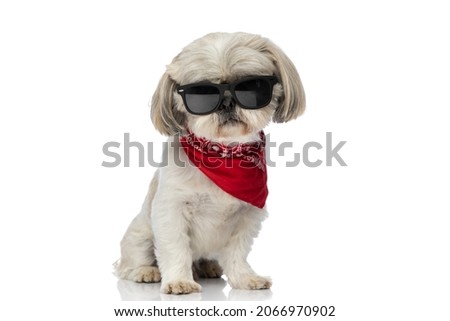 seated cool shih tzu dog wearing sunglasses and a red bandana on white studio background