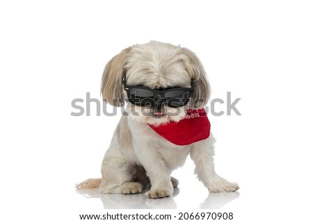 cool shih tzu dog posing with attitude, wearing sunglasses and bandana and sticking his tongue out 