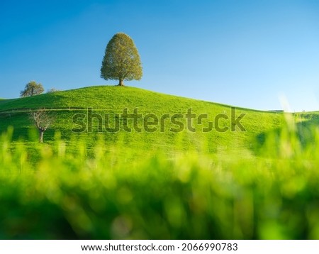 Tree on top of the hill. Landscape before sunset. Fields and pastures for animals. Agricultural landscape in summer time. High resolution photo.