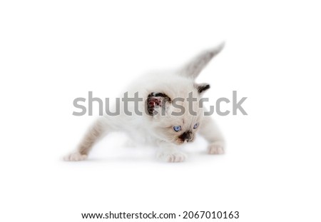 Adorable ragdoll kitten isolated on white background with copyspace. Fluffy purebred kitty cat standing with tail up