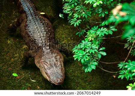American alligator standing in the tropical water . Alligator 
Mississippiensis