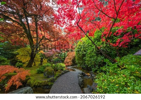Take a walk in autumn in a public garden and enjoy the beautiful and colorful scene of maple trees, victoria, bc, canada