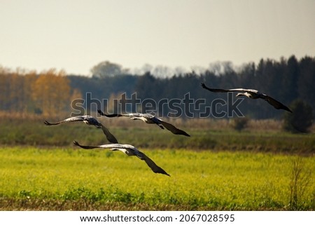 flying cranes over the autumn fields
