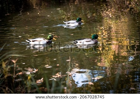Three ducks swim in the lake. It's autumn and the picture was taken in the park.


