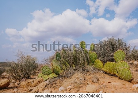 Prickly pear cactus (Opuntia genus) in the middle of desert in Arizona
