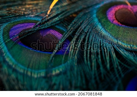 India, 19 February, 2021 : Peacock feather background. Royalty-Free Stock Photo #2067081848