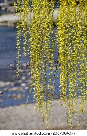 Flowers blooming on ｗeeping willow along the Kamo River