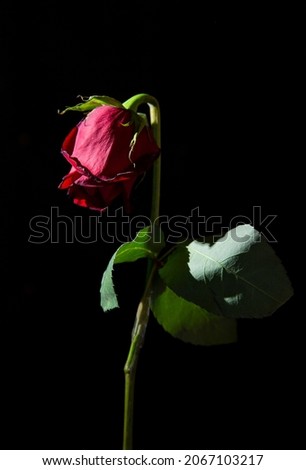 A wilted rose on a black background. Dry rose petals isolated on black. Abstract images as a symbol of despair.