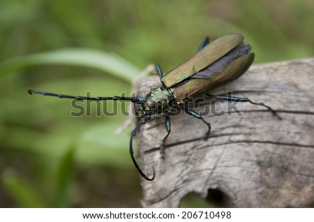 Barbel musk beetle sits on a wooden surface on a green background. Photo