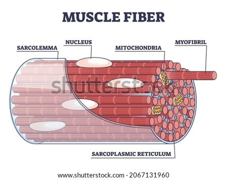 SARCOPLASMIC-RETICULUM Stock Vector Images - Avopix.com