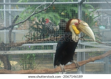 golden hornbill, this photo is useful for bird catalogs, bird classification and also for bird websites, wildlife photography
