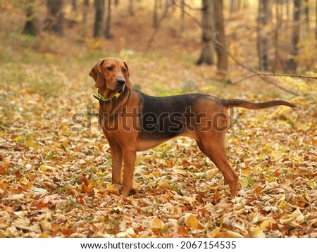 Purebred Polish Hound in the autumn scenery Royalty-Free Stock Photo #2067154535