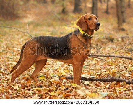 Purebred Polish Hound in the autumn scenery Royalty-Free Stock Photo #2067154538