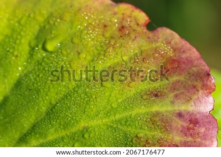 Natural green background texture in macro photography of an green leaf in dewdrops with selective focus in sunlight 