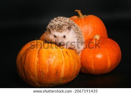 Hedgehog and pumpkin on black background