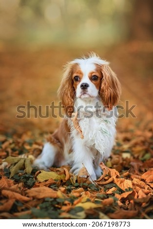 sad cavalier king charles spaniel dog sitting in autumn leaves. Cavalier King Charles Spaniel nine months in the park